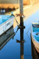 猫の合同写真展「ねこ専」　五十嵐健太