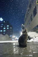 猫の合同写真展「ねこ専」　谷原弘茂