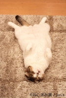 「ねこ休み展」 in 名古屋