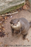 カワウソほんと展 2021（名古屋）