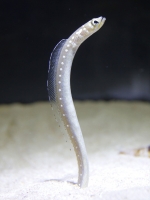 ホワイトスポットガーデンイール(写真提供：すみだ水族館)