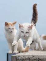 あおいとり「島ねこぽん」