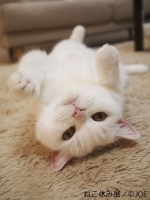 ねこ休み展(札幌、柏、大阪）