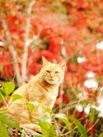 PECO NEKO館