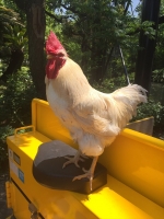 にわとり　まさひろくん