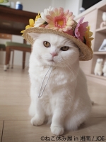 ねこ休み展 in 湘南
