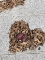 nicoe 焼きいもフェス 2020 春