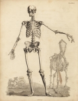 19世紀までの博物画・ボタニカルアート展