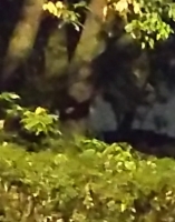 過去のツアーの模様