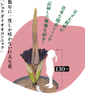 特別展「植物 地球を支える仲間たち」