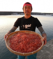 桜えび イメージ