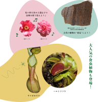 特別展「植物 地球を支える仲間たち」