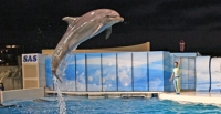 「おひとりさま水族館」～静かな夜の水族館に浸る～