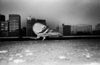 the GAZE　中森真