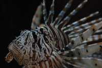 ハナミノカサゴ