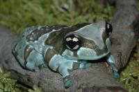 ジュウジメドクアマガエル