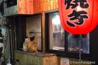 横浜赤レンガ倉庫ねこ写真展 ～今を生きる猫たちのキロク・キオク～