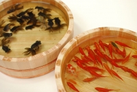 隆介 桶和金・出目金