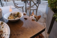 猫の合同写真展「ねこ専」　古賀繭