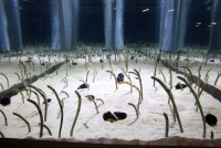 チンアナゴ水槽（写真提供：すみだ水族館）