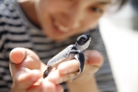 アオウミガメの赤ちゃん(画像提供：すみだ水族館)