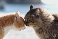 猫の合同写真展 ねこログ展