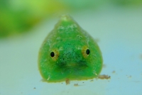 ダンゴウオ　※写真はイメージです
