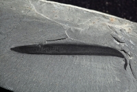 ピカイア ロイヤル・オンタリオ博物館蔵 ©Royal Ontario Museum