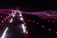 あぜのきらめき【秋】