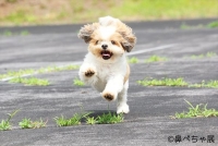 鼻ぺちゃ犬の合同写真＆物販展「鼻ペちゃ展」