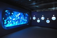 クラゲゾーン投影前