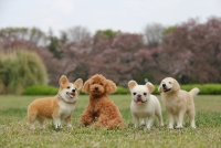 中山みどりフェルトアート展