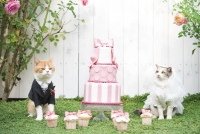 ねこ休み展(札幌、柏、大阪）