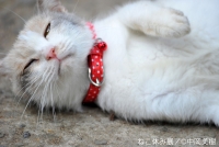 ねこ休み展(札幌、柏、大阪）