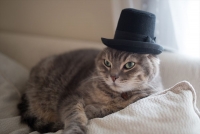 ねこ休み美術館