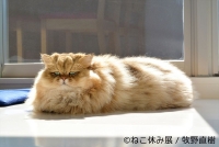 「ねこ休み展」  in  福岡