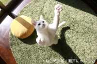 「ねこ休み展」 in 名古屋