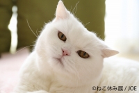 猫の合同写真&物販展「ねこ休み展」in 静岡パルコ