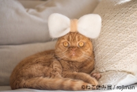 猫の合同写真&物販展「ねこ休み展」in 静岡パルコ
