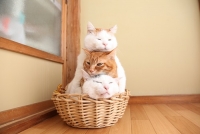 かご猫展～かご猫シロと季節のなかで～