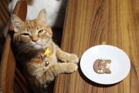 かご猫展～かご猫シロと季節のなかで～