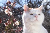 かご猫展～かご猫シロと季節のなかで～