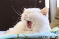 ねこ休み展 in ⾹港 