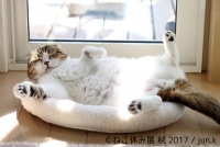 ねこ休み展 秋 2017