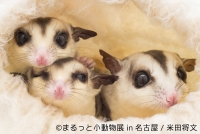 まるっと小動物展 in 名古屋