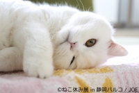 ねこ休み展 in 静岡パルコ