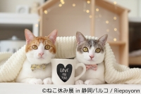 ねこ休み展 in 静岡パルコ