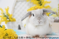 うさぎしんぼる展 in 静岡パルコ