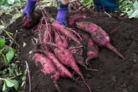 春先熟成さつまいも イメージ