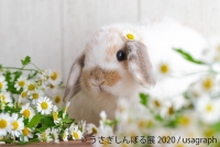 うさぎしんぼる展 2020
